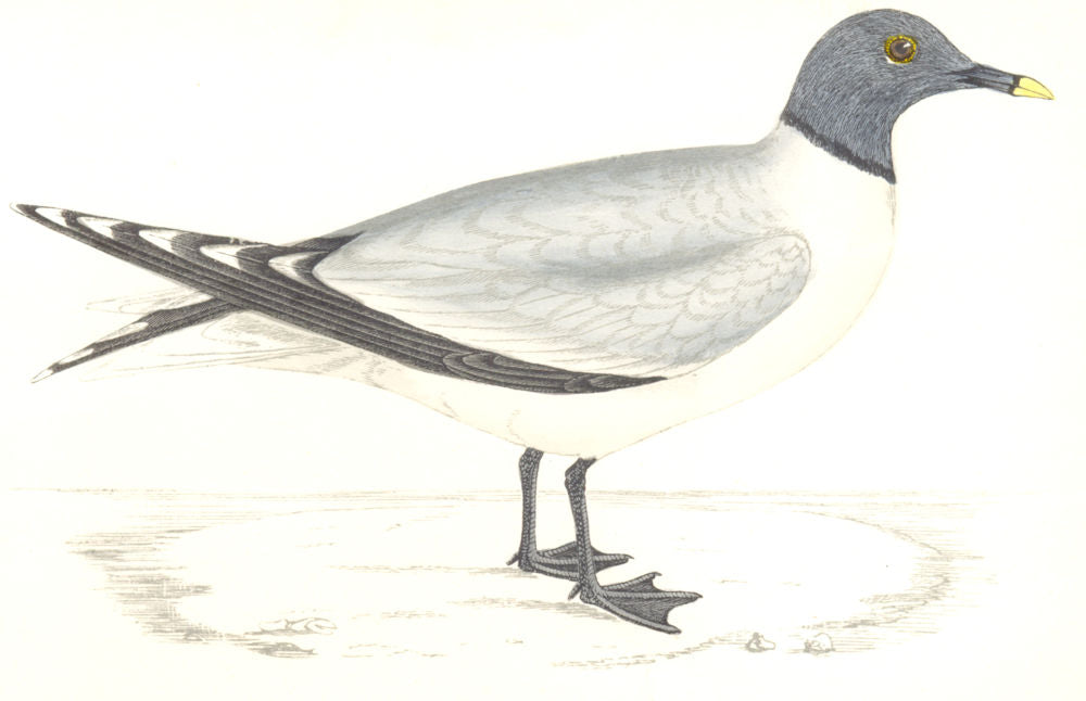BIRDS. Sabine's Gull. Found in Europe. USA (Morris) 1865 old antique print